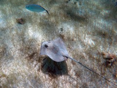 Southern Stingray (with Bar Jack) 